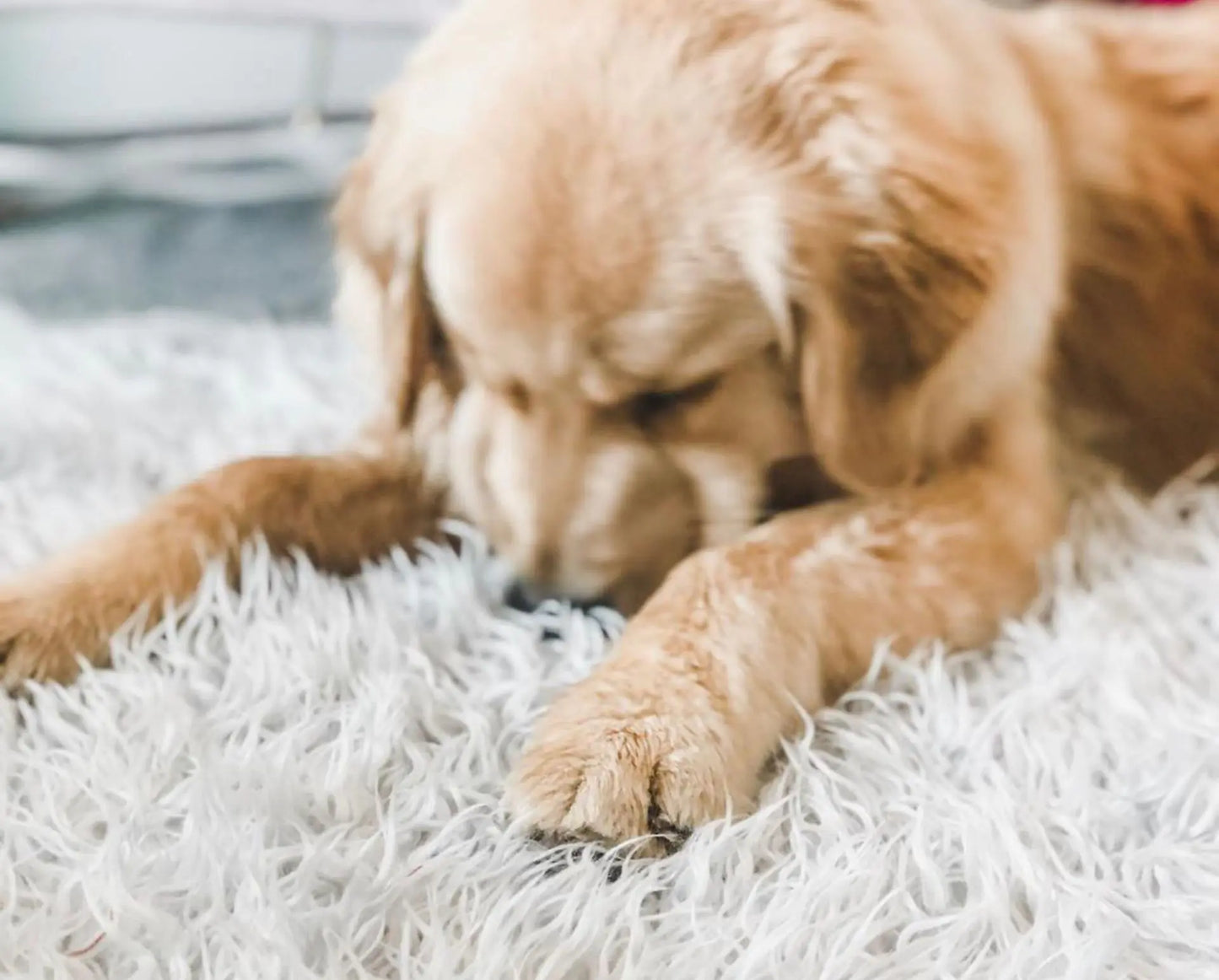 Dog lying on a fluffy white rug