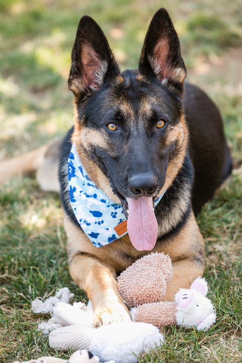 Dog with a bandana and stuffed toys on grass