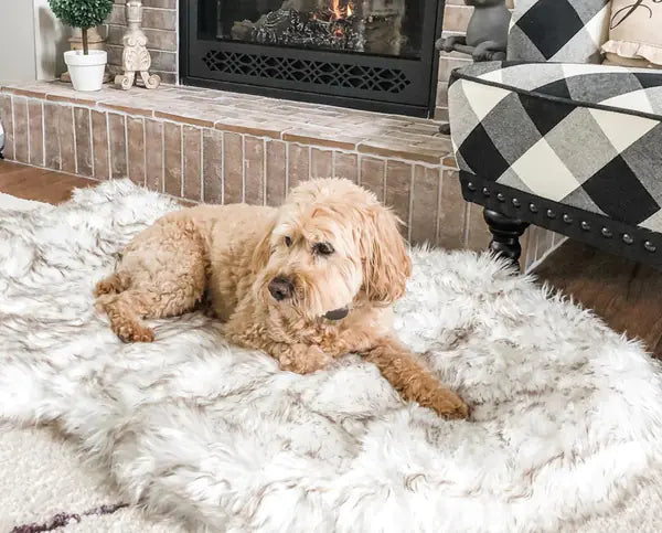 Dog lying on a fluffy white rug in a cozy living room with a fireplace and patterned chair.
