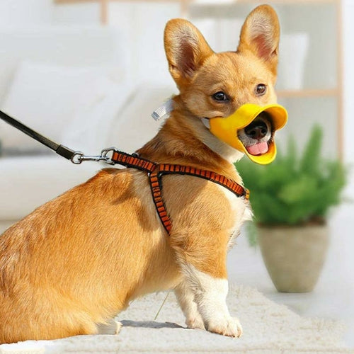 Dog wearing a yellow duck-shaped muzzle with a leash, standing indoors.