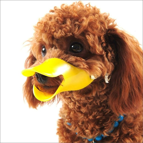 Brown dog wearing a yellow duck嘴型嘴套 on a white background