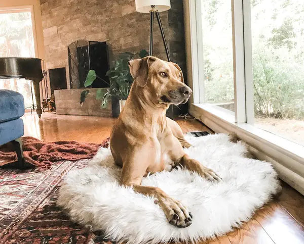 Dog sitting on a fluffy white rug in a cozy living room.