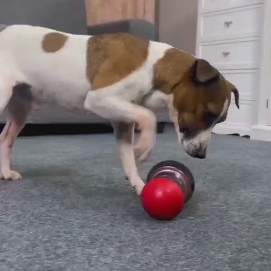 A happy dog plays with the Big Up Pet AWSL Interactive Dog Puzzle Toy, nudging and rolling it to release treats. The adjustable blue dispenser spins and wobbles on the floor as the dog enjoys slow feeding and mental stimulation. The video highlights the toy’s durable, food-grade ABS design and adjustable openings for different treat sizes.