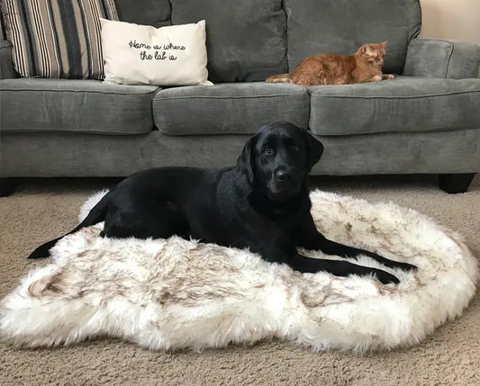 Black dog lying on a fluffy rug with a gray couch and orange cat in the background
